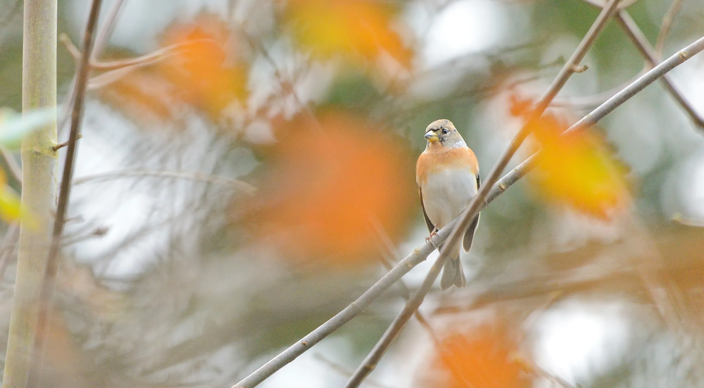 Female Brambling perched in an autumnal tree